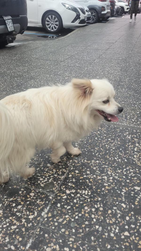 Cooki, un simil volpino allegro e giocherellone Foto 2